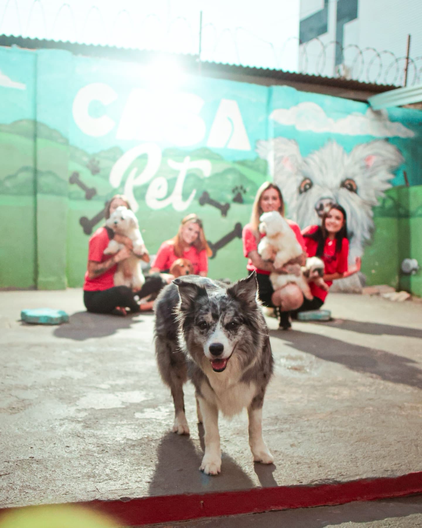 Border collie parado no pátio da creche, com a equipe e os outros cães desfocados ao fundo, diante do mural