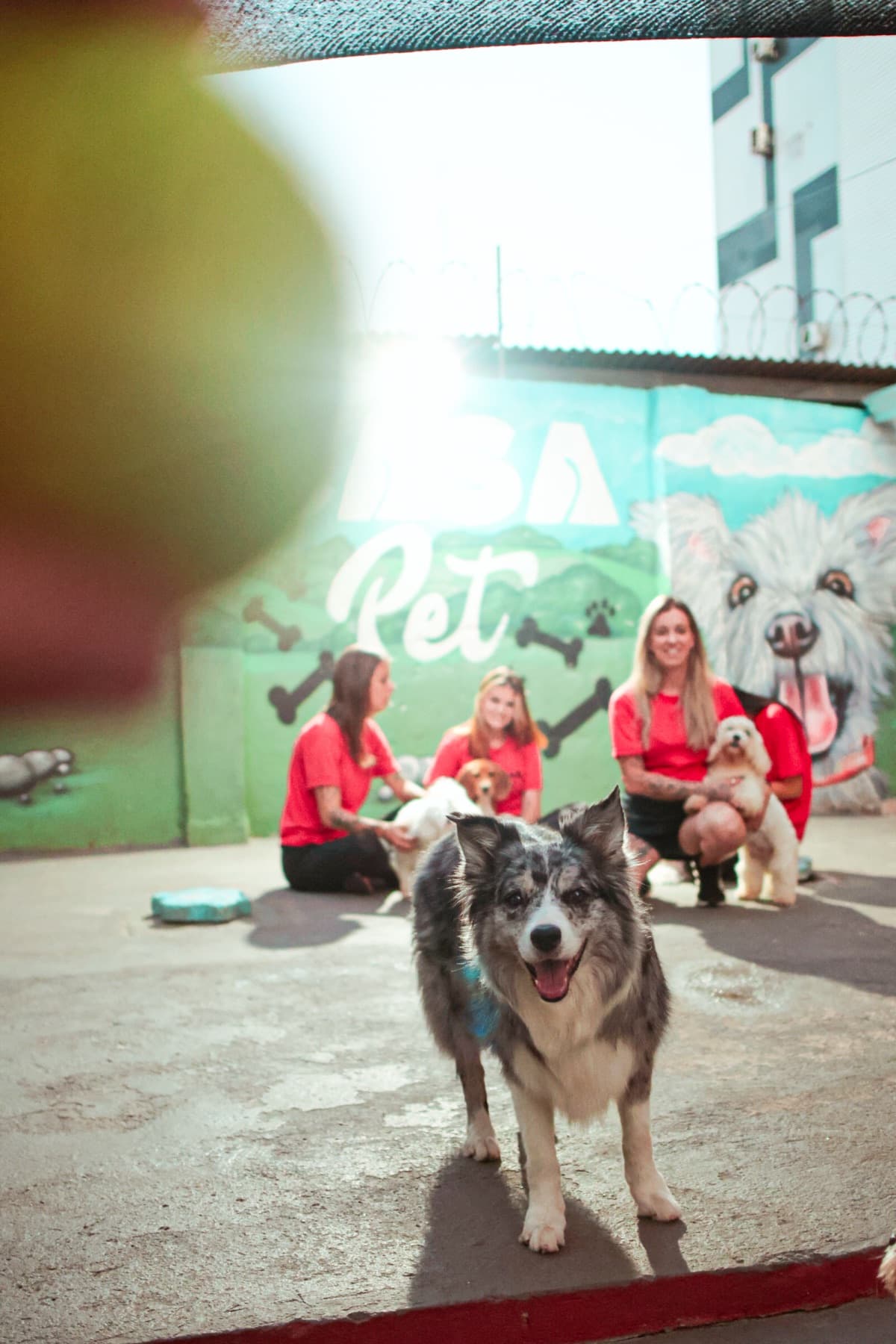 Bastidor da creche: bolinha em primeiro plano e um border collie correndo no pátio da Casa Pet