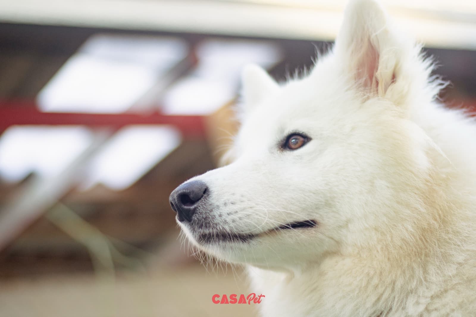 Perfil de um cão branco de pelo longo e orelhas em pé, iluminado pela luz da tarde