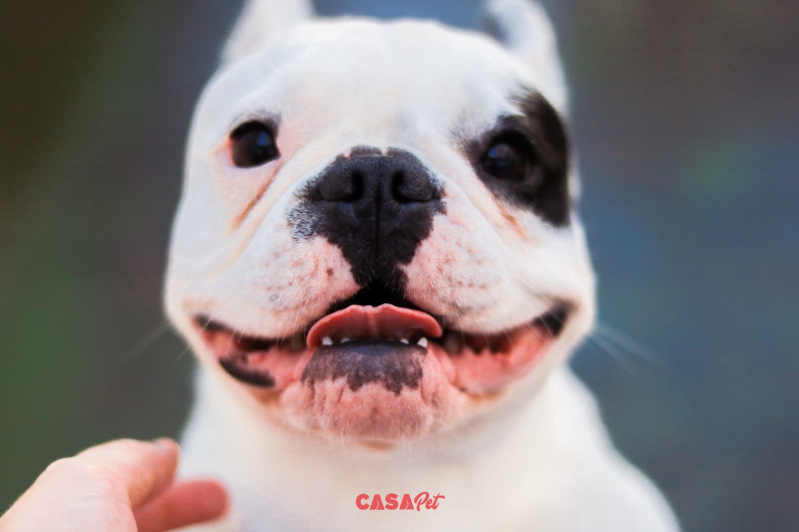 Close de um buldogue francês branco sorrindo, com a mão de uma das tias apoiando o queixo dele