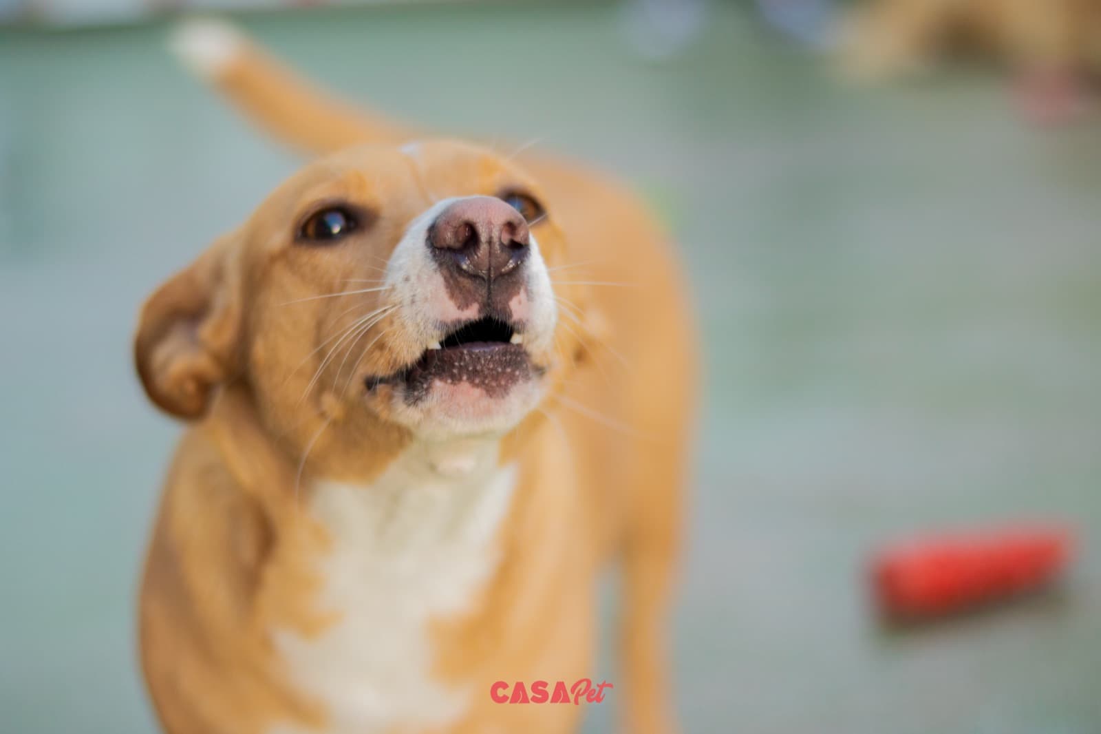 Close de um cão caramelo com o focinho para cima, pedindo atenção