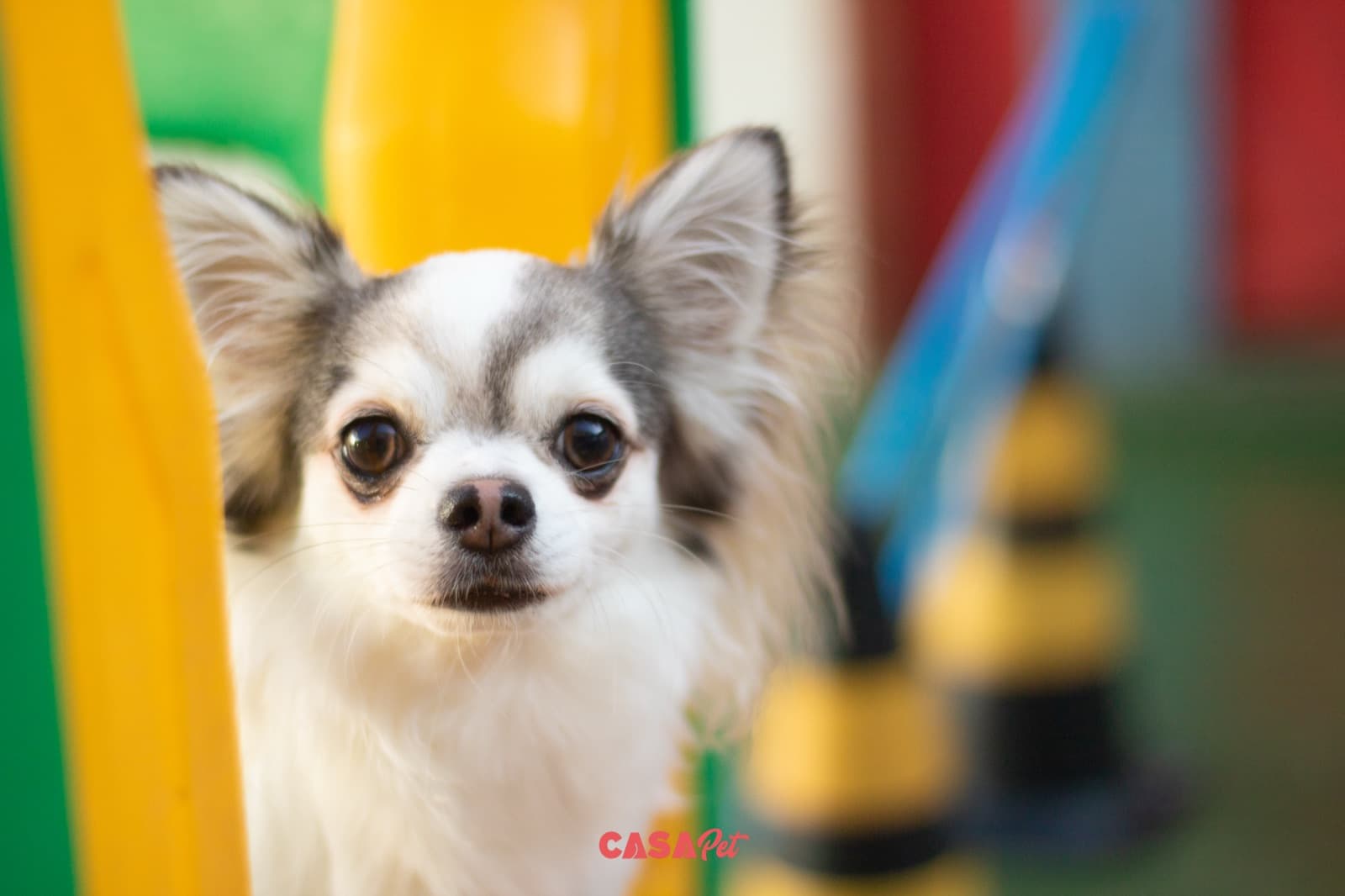 Chihuahua de pelo longo espiando por trás do brinquedo colorido do parquinho