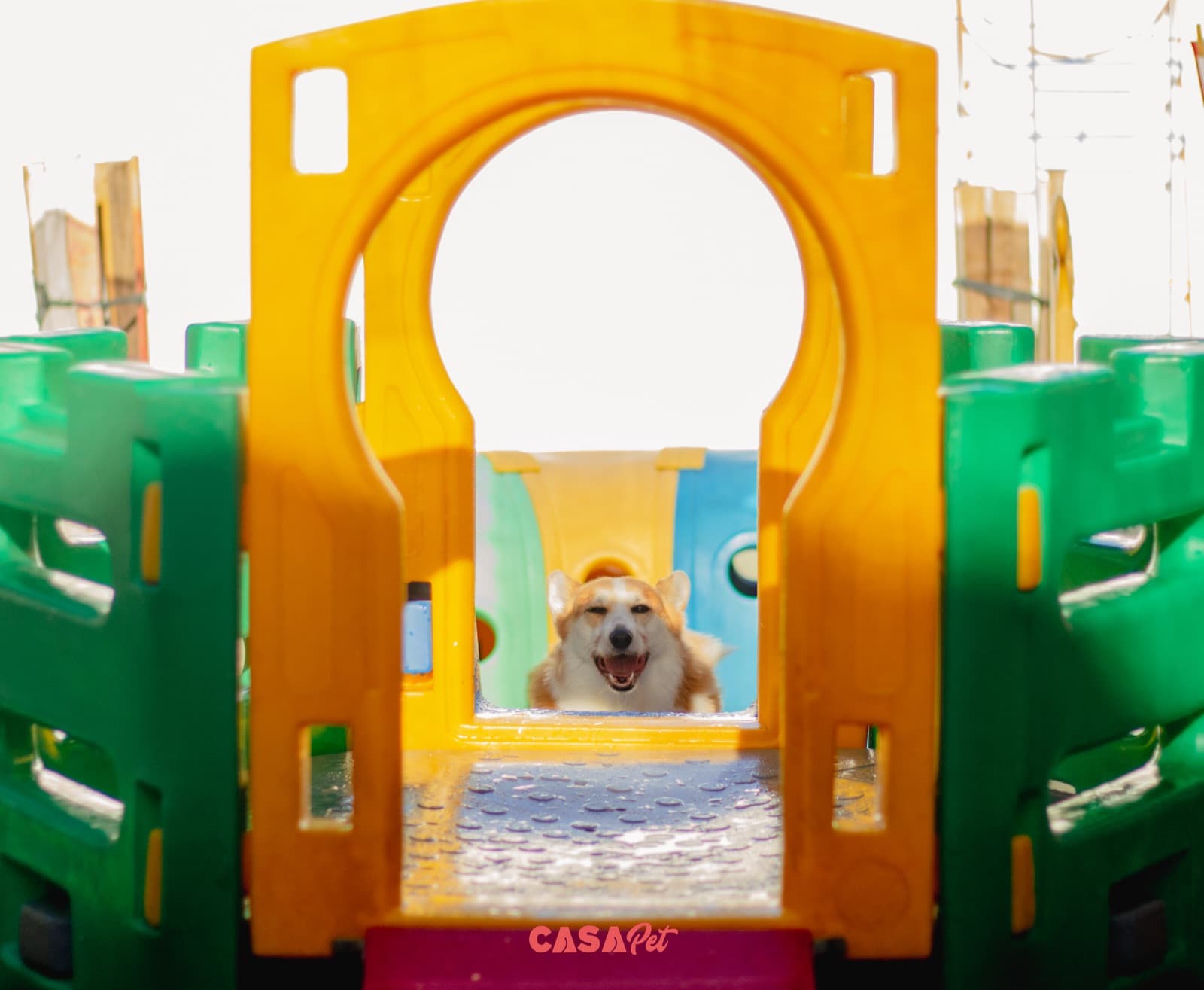 Corgi sorrindo, enquadrado no arco amarelo do brinquedo da creche