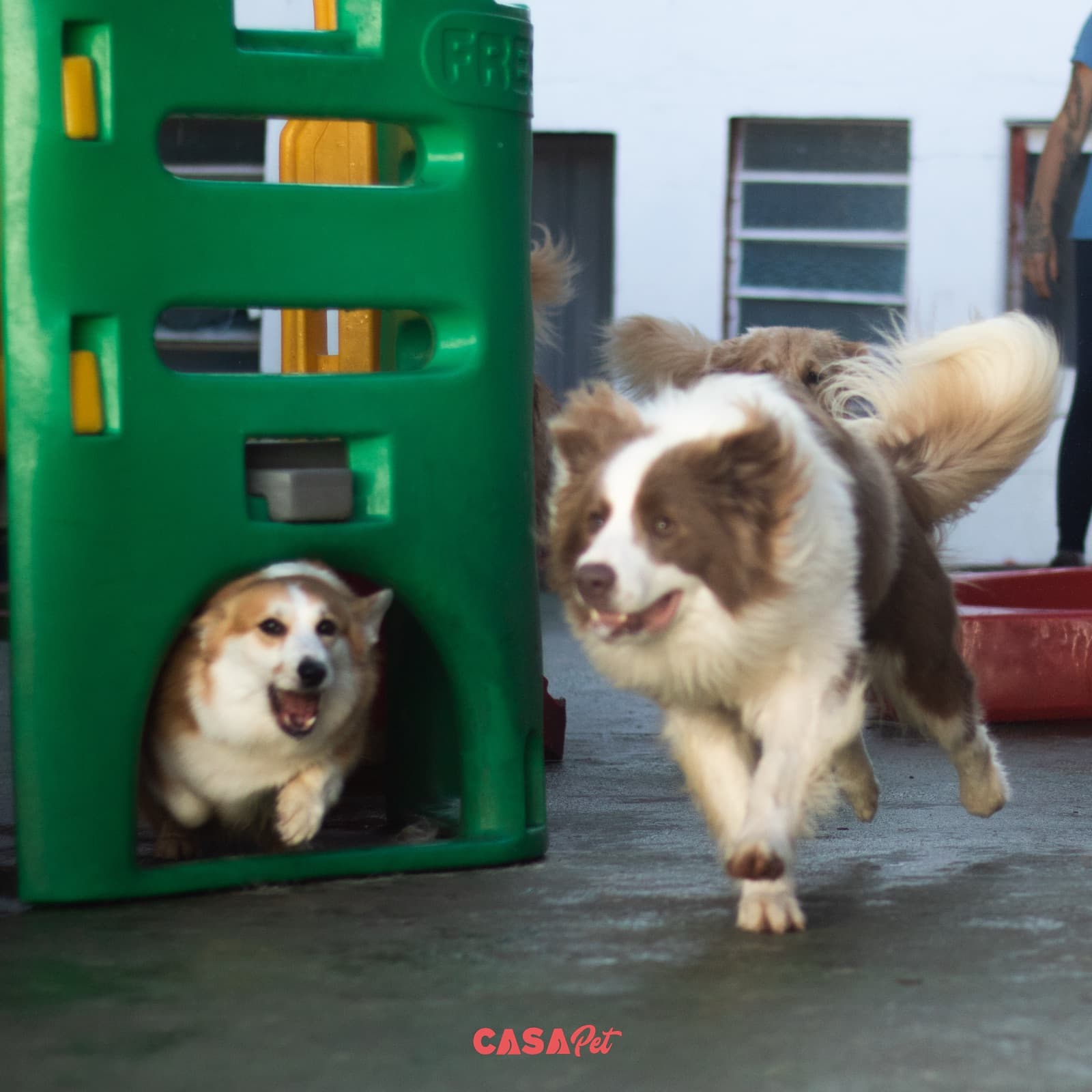 Corgi espiando de dentro da casinha verde enquanto um border collie passa correndo pelo pátio