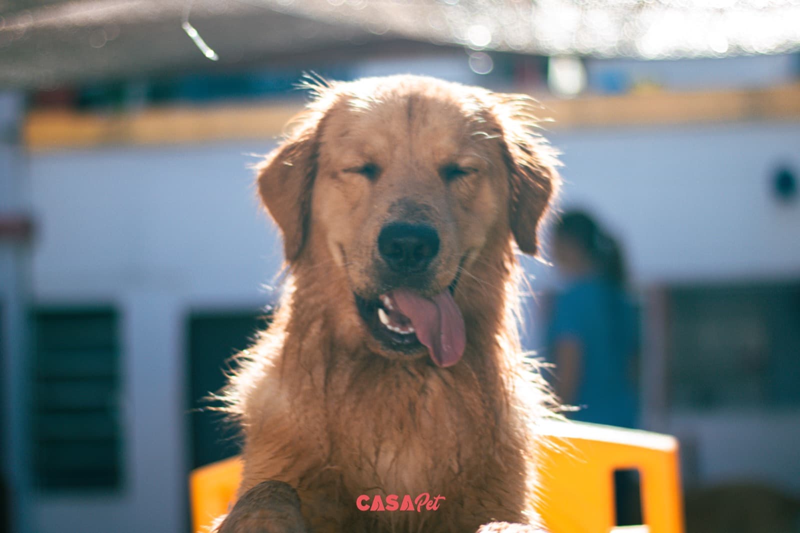 Golden retriever de língua para fora, em contraluz, no pátio coberto da creche
