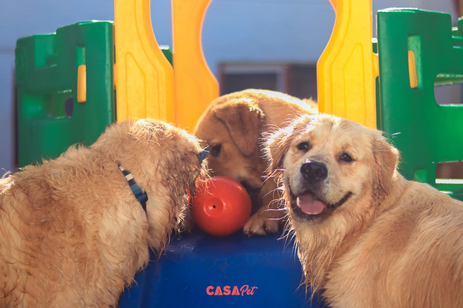 Três golden retrievers disputando uma bola vermelha em cima do brinquedo verde e amarelo